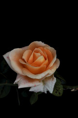 A delicate beige rose flower on a black background