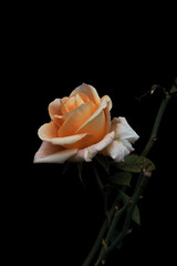 A delicate beige rose flower on a black background
