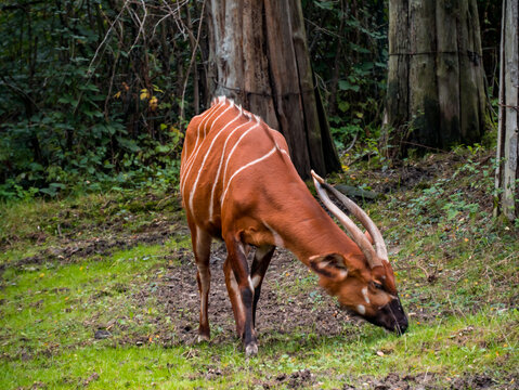 Sitatunga is grazing on the green grass in the zoo