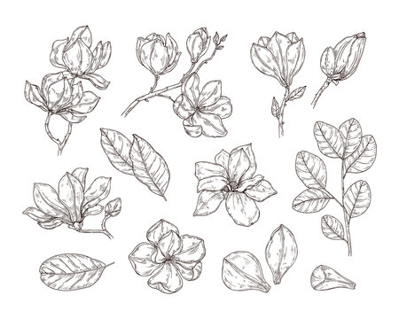 Sketch set of magnolia flower. Hand drawn flower in retro style, editable color.