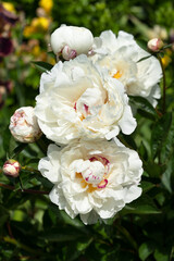 Peony, Paeonia