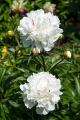 Peony, Paeonia