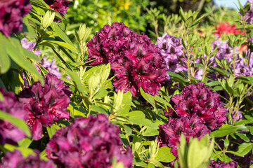 Rhododendron Hybrid