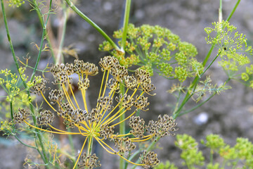 dill plant ready to give seeds, dill plant seeds,
