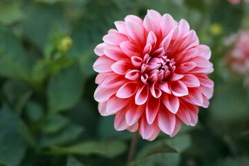 Fresh pink Dahlia flower head on light green defocused background. Dahlia petals closeup. Pink Dahlia blooming. Big autumn flowers. Floral background. Valentines day. Mothers day. Copy space