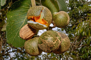 Pequi, Caryocar brasiliensis, Brazilian Savannah Fruit: Rare image showing the pequi fruit opening while still on the tree and revealing its edible pulp, a delicious Brazilian delicacy. Brasilia, 2020