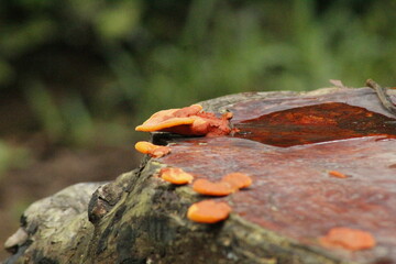 orange lichen on a tree