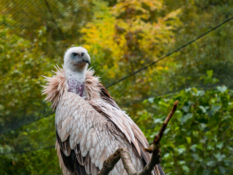 A vulture sitting on a branch looks out for prey in an aviary in a zoo