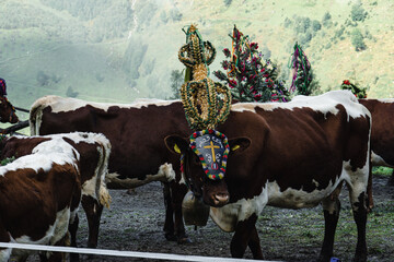 cow festival