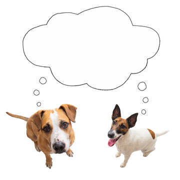 Two funny dogs looking at camera with speech bubble, isolated image. Digital collage of pets thinking or asking, concepts, blank space