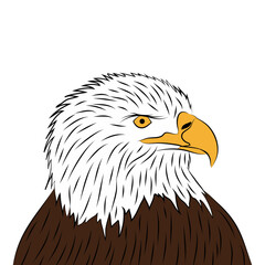 Hand drawn eagle illustration