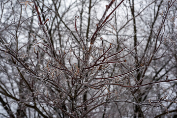 Fototapeta premium snow covered branches