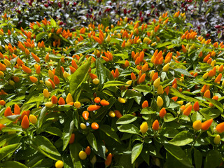 Hot pepper is in the garden and fresh.