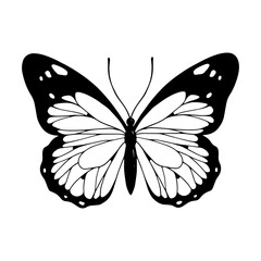 Linear sketch of a winged insect, butterfly.Vector graphics.