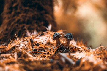 Mushroom fungus sprout through fall autumn leaves in this close up shot with fall biker leaves in the background. 