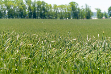 Summer day landscape. Green rye ears on the background of an agricultural field.
