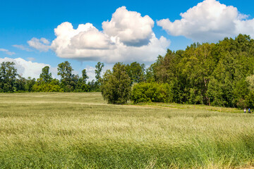 Summer day landscape. Wheat field at the edge of the forest.