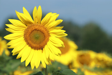 Yellow Sunflower close up. Agricultural field with sunflowers for background. Perfect wallpaper. Sunflower blooming. Sunflower natural background. Organic Farming. Gardening. 
Nature concept