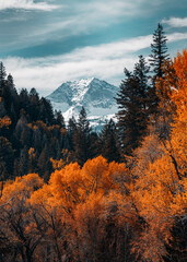 Winter view of the colorado Rocky Mountains during peak fall with Autumn colors aspen leaves. 