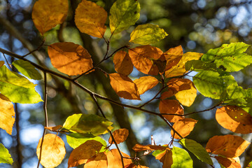 detail of leaves at the tree