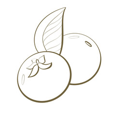 simple line outline sketch natural style plant edible fruit garcinia preina mangosteen design element for print packaging beauty and menu on white background