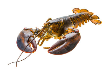 Raw lobster