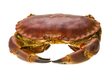 Raw crab