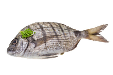 Fototapeta premium Raw Tilapia