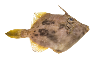 Fish Pesce San Pietro