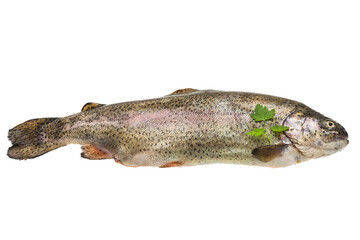Fresh raw rainbow trout