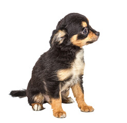 Chihuahua puppy in front of white background