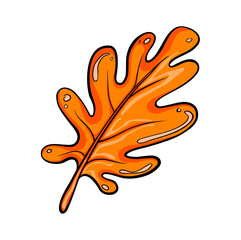 Orange oak leaf isolated on a white background