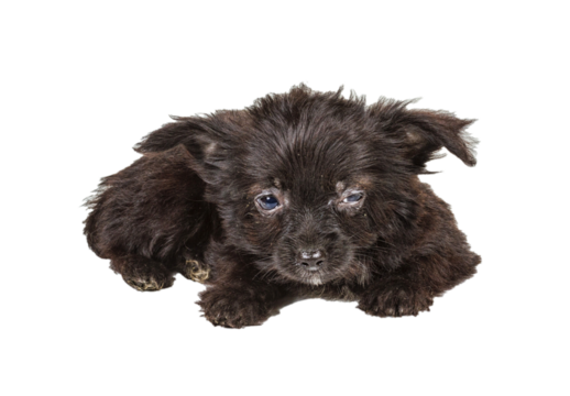 Puppy yorkshire terrier on the white background