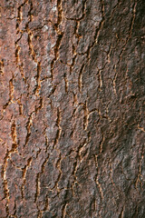 Obraz premium Oak bark texture