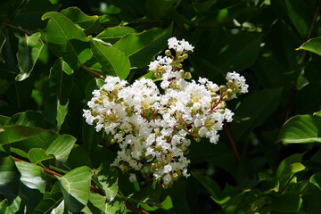 Blossoms of a lagerstroemia white crepe myrtle tree