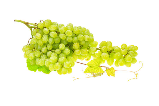 Green bright grape