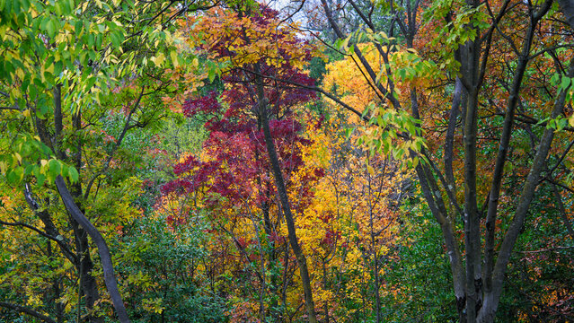 autumn leaves in the woods, beautiful autumnal landscape