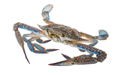 Raw blue crab