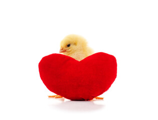 Chicken with a toy heart.