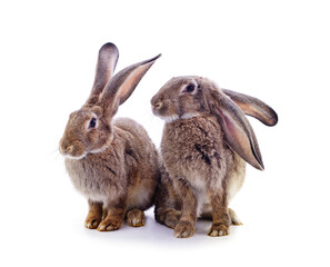 Two little rabbits.
