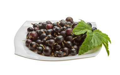 Black currant
