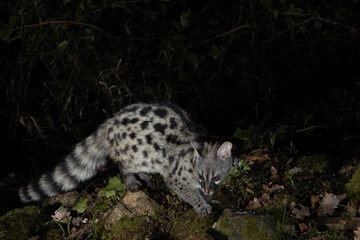 Sesión de fotografía de vida salvaje con una Gineta