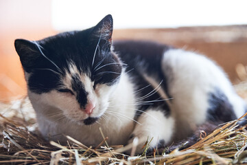 cat sleeping in the hay