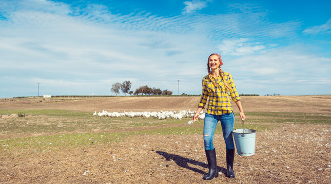 Farmer woman feeding the geese on a meadow