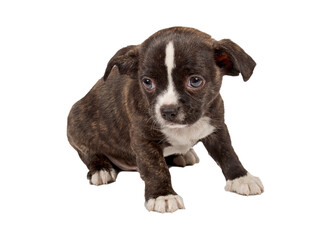 portrait of a cute purebred puppy chihuahua in front of white background