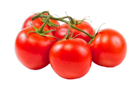 branch of tomato isolated over white background