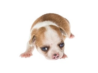 Funny puppy Chihuahua poses on a white background