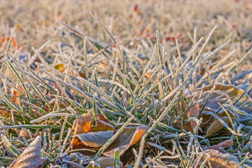 grass covered with hoar frost