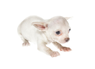 Funny puppy Chihuahua poses on a white background