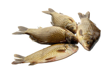 fresh crucian isolated on white background